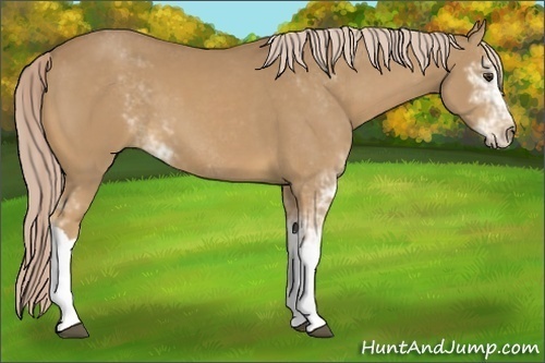 Horse Color:Palomino Sabino