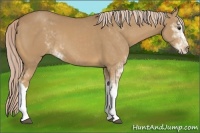 Horse Color:Palomino Sabino 