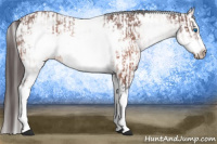 Horse Color:White Spotted Brown Frame Appaloosa Rabicano and White Spotted Brown Frame Appaloosa Rabicano