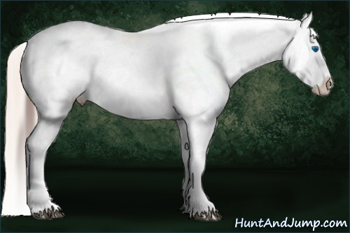 Horse Color:White Spotted Brown Frame Appaloosa Rabicano and White Spotted Silver Brown Frame Appaloosa Rabicano