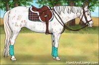 Horse Color:Gold Champagne Appaloosa  and Gold Champagne Appaloosa 