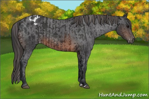 Horse Color:Brown Rabicano and Brown Appaloosa Rabicano