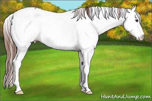 Horse Color:Chestnut Fewspot