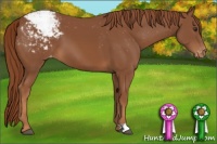 Horse Color:Chestnut Appaloosa