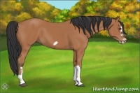 Horse Color:Bay Splash Frame