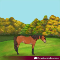 Horse Color:Bay 