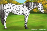 Horse Color:Smoky Black Near Leopard