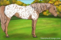 Horse Color:Chestnut Near Leopard