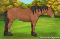 Horse Color:Bay Varnish 