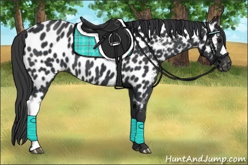 Horse Color:Black Near Leopard