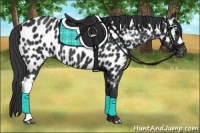 Horse Color:Black Near Leopard