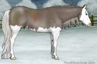 Horse Color:Silver Blue Roan Splash 