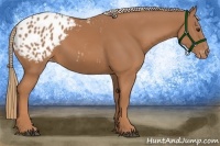 Horse Color:Chestnut Appaloosa 
