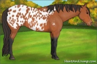 Horse Color:Bay Appaloosa 