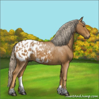 Horse Color:Gray Palomino Appaloosa 