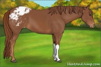 Horse Color:Chestnut Appaloosa 