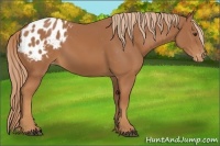 Horse Color:Chestnut Appaloosa 