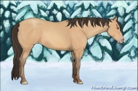 Horse Color:Unknown 