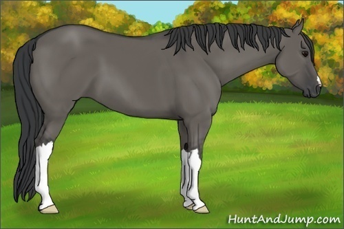 Horse Color:Grullo 