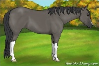 Horse Color:Grullo 