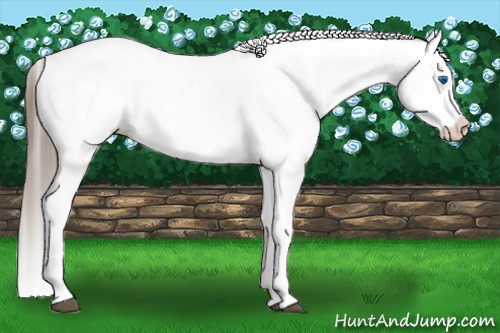Horse Color:White Spotted Blue Roan Splash Frame Varnish