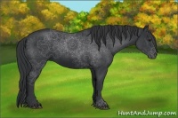 Horse Color:Black 