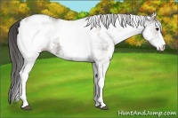 Horse Color:White Spotted Grullo Appaloosa Rabicano 