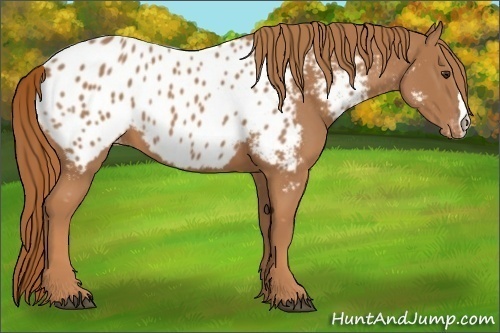 Horse Color:Chestnut Appaloosa