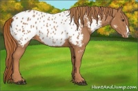 Horse Color:Chestnut Appaloosa 