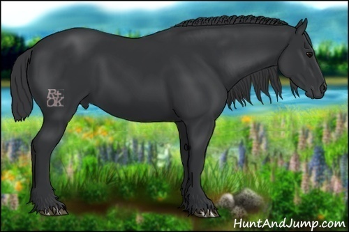 Horse Color:Black 
