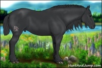 Horse Color:Black 