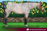 Horse Color:Bay Roan 