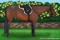 Horse Color:Bay Roan 