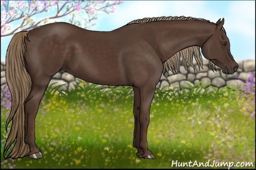 Horse Color:Liver Chestnut 