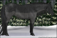 Horse Color:Black and Gray Black