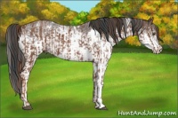 Horse Color:White Spotted Red Roan Rabicano  and White Spotted Black Rabicano 