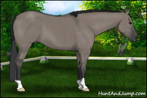 Horse Color:Grullo 