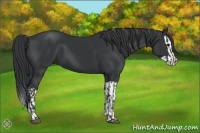 Horse Color:Black and Black Splash