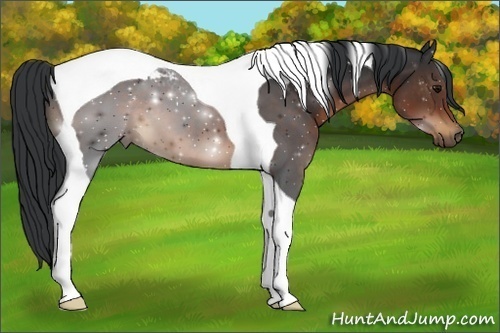 Horse Color:Brown Tobiano 