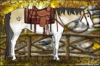 Horse Color:White Spotted Buckskin 