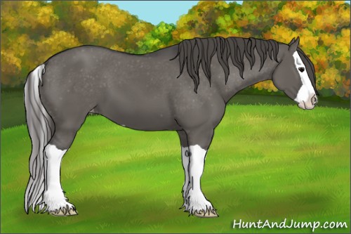 Horse Color:Grullo Splash Appaloosa 
