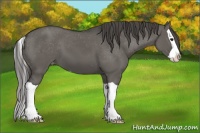Horse Color:Grullo Splash Appaloosa 