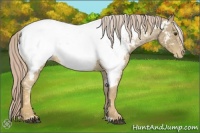 Horse Color:Palomino Appaloosa 