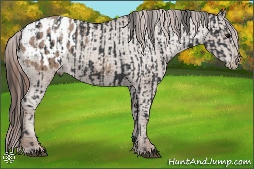 Horse Color:Black Appaloosa  and Classic Champagne Appaloosa 