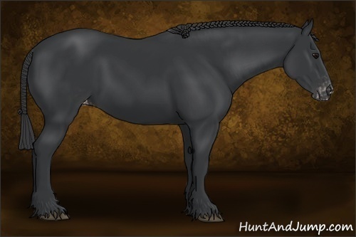 Horse Color:Black Appaloosa 