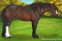 Horse Color:Black  and Brown 