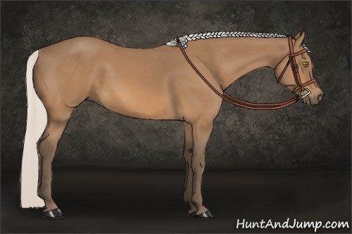 Horse Color:Silver Buckskin 