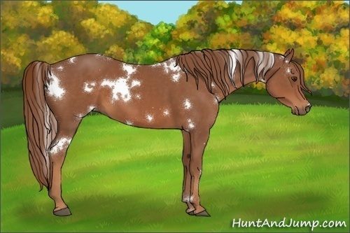 Horse Color:White Spotted Chestnut 