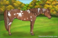 Horse Color:White Spotted Chestnut 