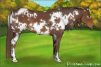 Horse Color:White Spotted Liver Chestnut 